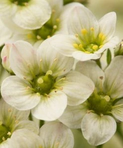 Roots Plants Saxifraga 'Touran Limegreen'