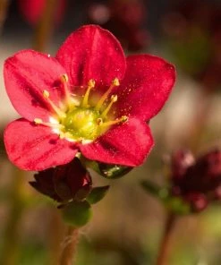 Roots Plants Perennials Saxifraga 'Touran Red'