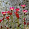 Roots Plants Perennials Saxifraga 'Touran Red'