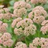 Roots Plants Sedum 'Autumn Joy'