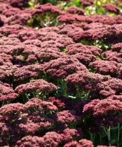Roots Plants Sedum 'Autumn Joy'