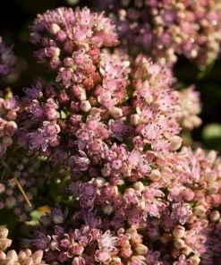 Roots Plants Sedum 'Sunsparkler Lime Zinger' Perennials