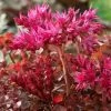 Roots Plants Sedum 'Sunsparkler Wildfire'