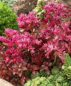 Roots Plants Sedum 'Sunsparkler Wildfire'