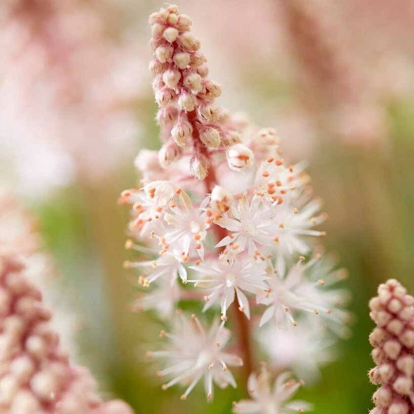 Roots Plants Perennials Tiarella 'Pink Skyrocket' 3 Roots Plants Perennials Tiarella 'Pink Skyrocket'