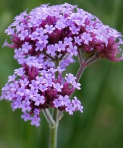 Roots Plants Verbena Bonariensis