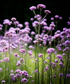 Roots Plants Verbena Bonariensis
