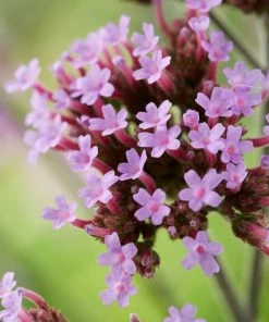 Roots Plants Verbena 'Lollipop' Verbenas