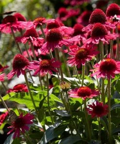 Roots Plants Perennials Echinacea 'Delicious Candy'