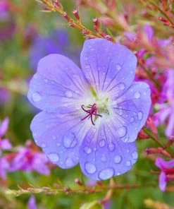 Roots Plants Geranium 'Bloom Me Away' 7 Roots Plants Geranium 'Bloom Me Away'