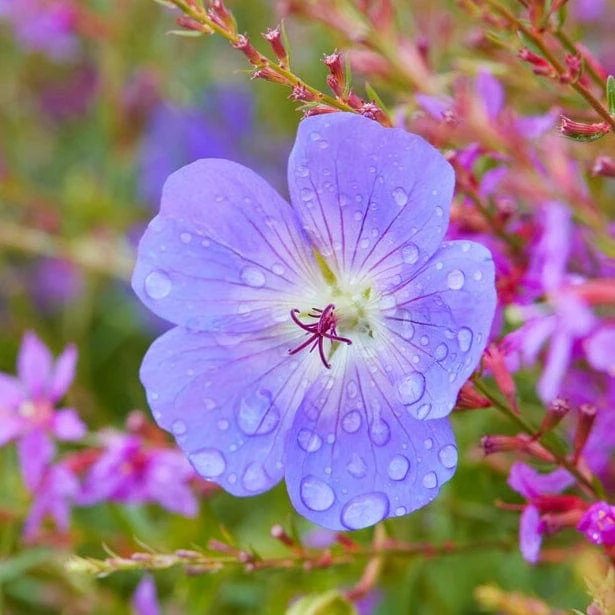 Roots Plants Geranium 'Bloom Me Away' 5 Roots Plants Geranium 'Bloom Me Away'
