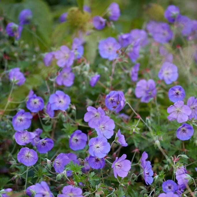 Roots Plants Geranium 'Bloom Me Away' 4 Roots Plants Geranium 'Bloom Me Away'