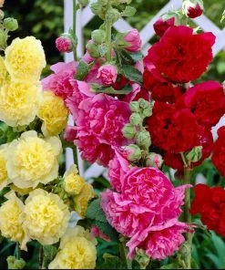 Roots Plants Hollyhock 'Chater's Double Mixed'