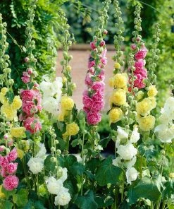 Roots Plants Hollyhock 'Chater's Double Mixed'