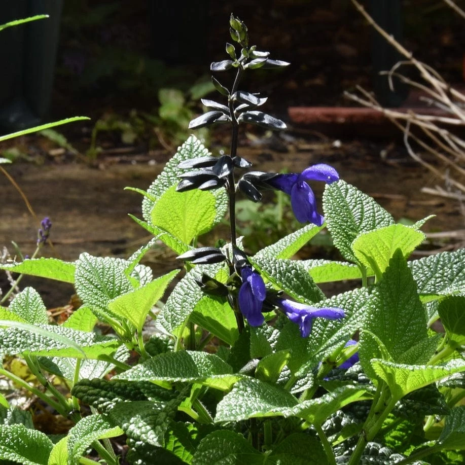 Roots Plants Salvia 'Black And Bloom' 4 Roots Plants Salvia 'Black And Bloom'