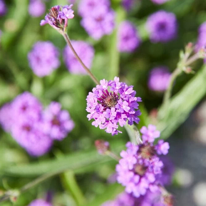 Roots Plants Verbena 'Santos Purple' 3 Roots Plants Verbena 'Santos Purple'