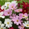 Roots Plants Cosmos 'Apollo Lovesong' Perennials
