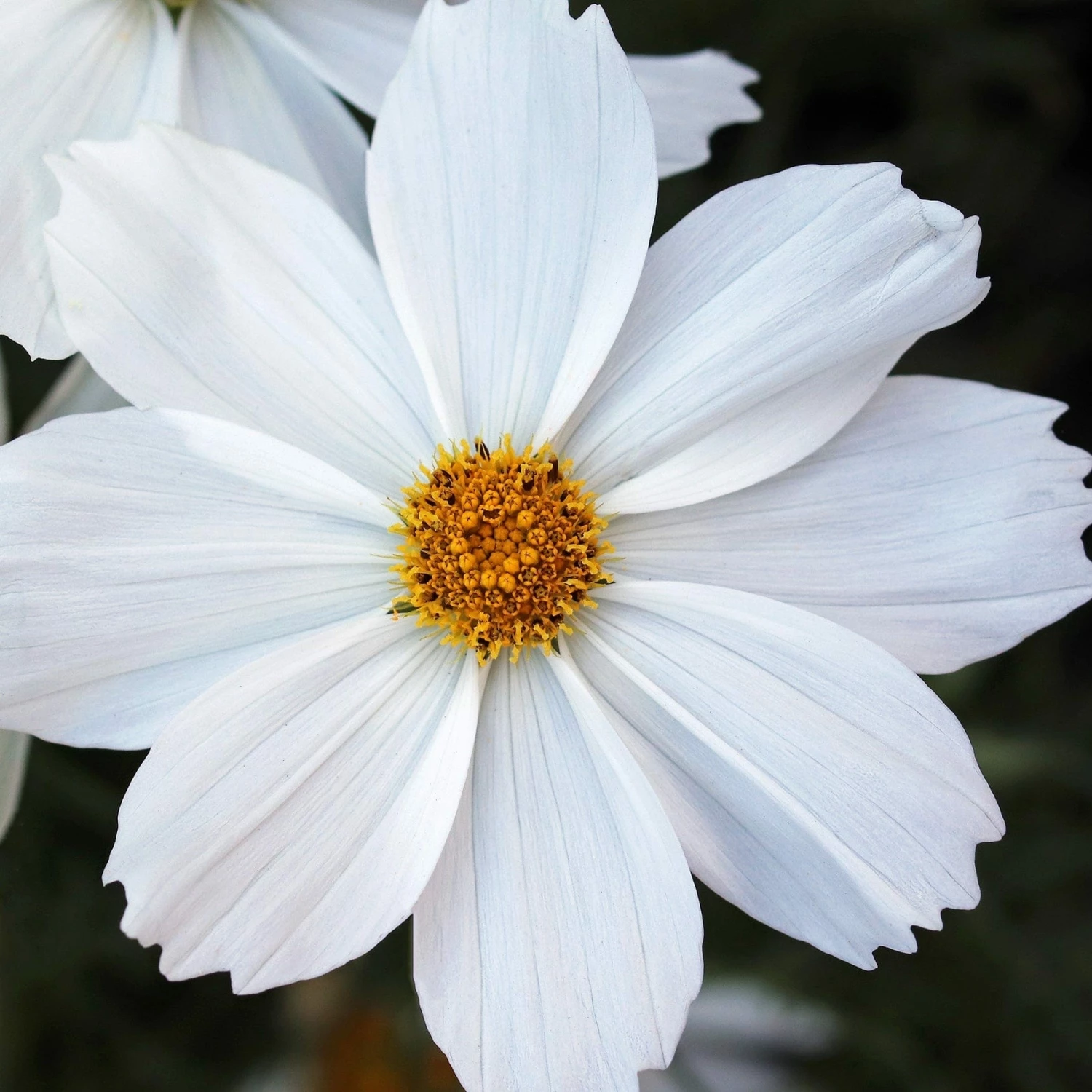 Roots Plants Perennials Cosmos 'Apollo White' 4 Roots Plants Perennials Cosmos 'Apollo White'