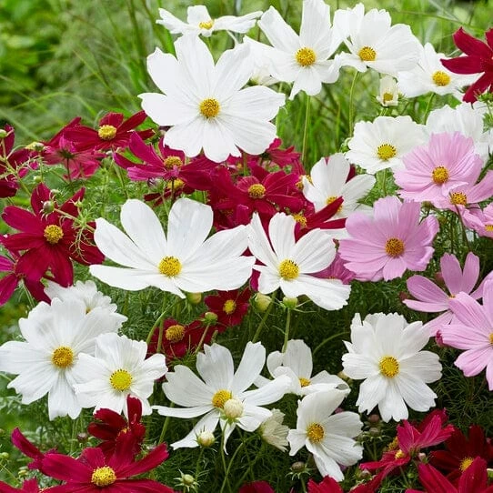 Roots Plants Perennials Cosmos 'Apollo White' 3 Roots Plants Perennials Cosmos 'Apollo White'