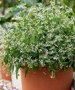 Roots Plants Euphorbia 'Glamour' Perennials