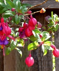 Roots Plants Fuchsia 'Upright Winston Churchill' Fuchsias