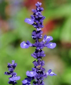 Roots Plants Salvia 'Big Blue' 7 Roots Plants Salvia 'Big Blue'