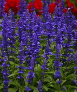 Roots Plants Salvia 'Big Blue'