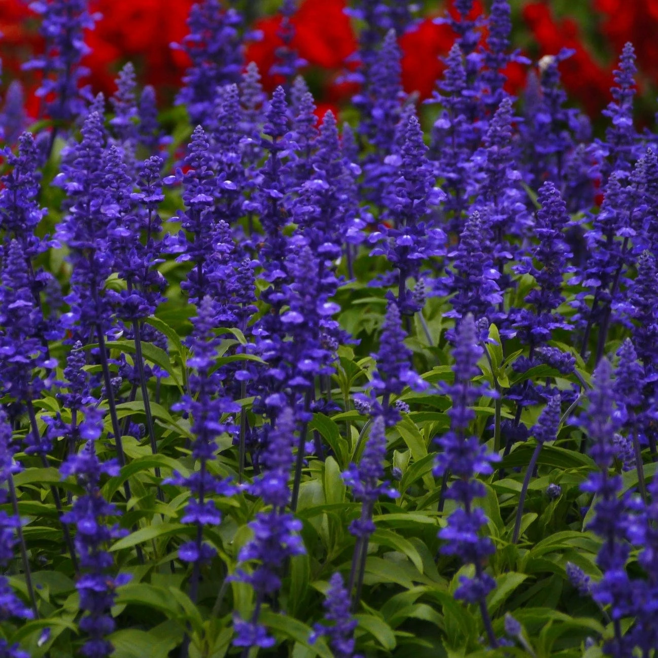 Roots Plants Salvia 'Big Blue' 3 Roots Plants Salvia 'Big Blue'