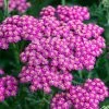 Roots Plants Perennials Achillea 'New Vintage Rose' 2 Roots Plants Perennials Achillea 'New Vintage Rose'