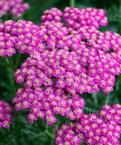 Roots Plants Perennials Achillea 'New Vintage Rose'