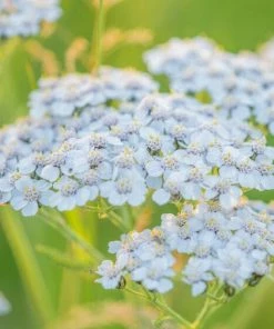 Roots Plants Perennials Achillea 'New Vintage White'