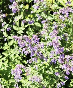 Roots Plants Perennials Nepeta 'Walkers Low'