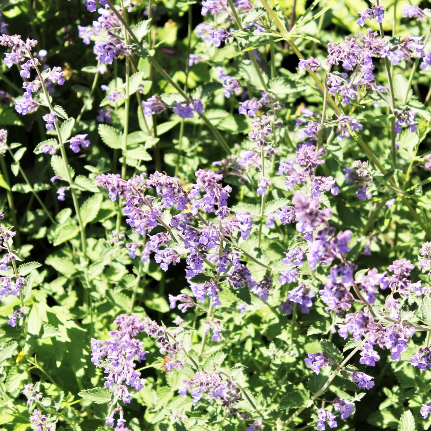Roots Plants Perennials Nepeta 'Walkers Low' 4 Roots Plants Perennials Nepeta 'Walkers Low'