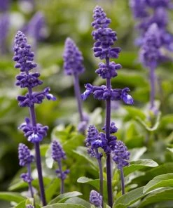 Roots Plants 6 Salvia Plants | 'Blues Collection' | 10.5cm Pots