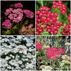 Roots Plants Perennials Achillea New Vintage Collection | 3 X 3L Pots