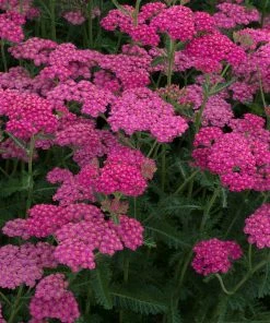 Roots Plants Shop 10 Roots Plants Perennials Achillea New Vintage Collection | 3 X 3L Pots