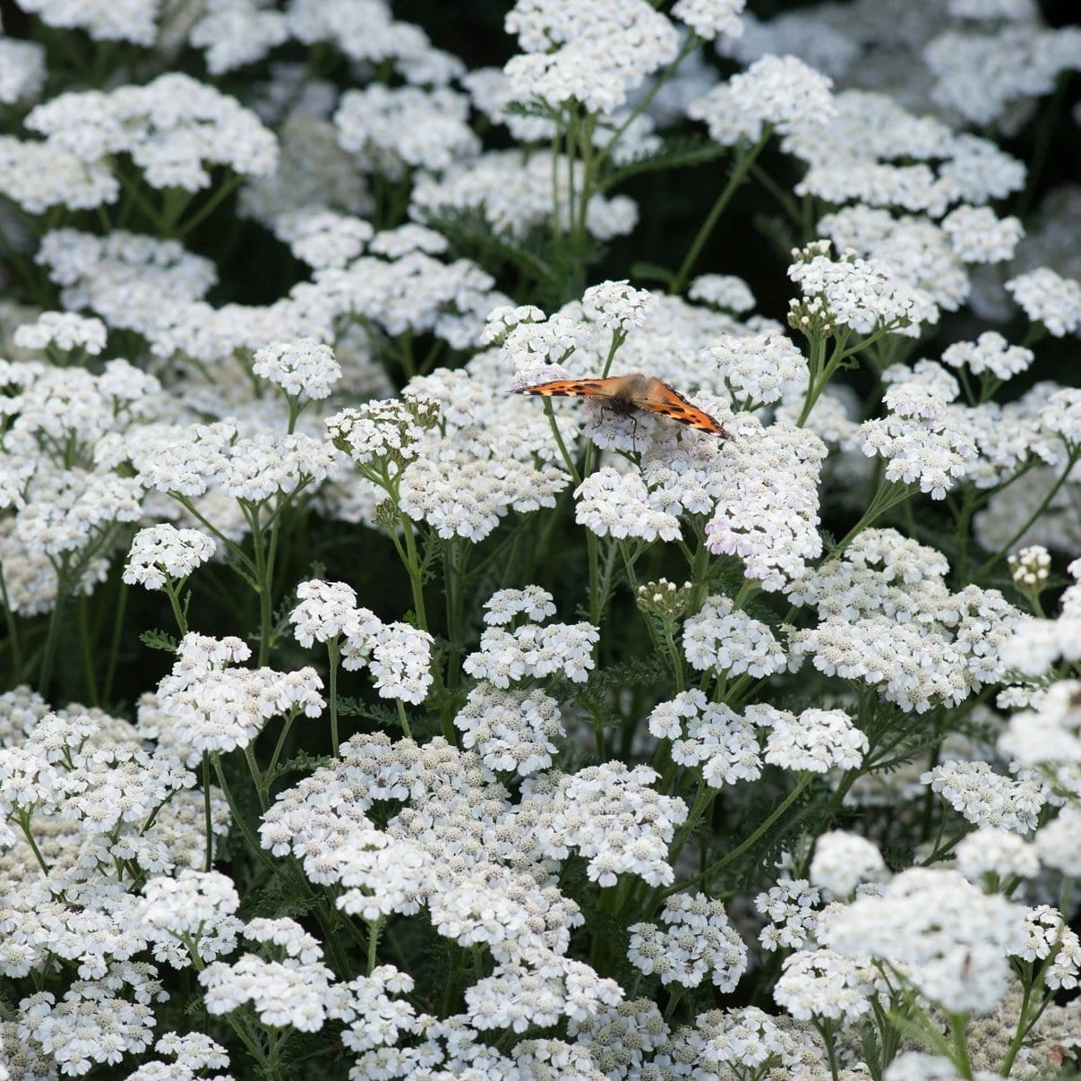 Roots Plants Perennials Achillea New Vintage Collection | 3 X 3L Pots 5 Roots Plants Perennials Achillea New Vintage Collection | 3 X 3L Pots