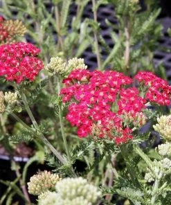 Roots Plants Perennials Achillea New Vintage Collection | 3 X 3L Pots 10 Roots Plants Perennials Achillea New Vintage Collection | 3 X 3L Pots