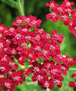 Roots Plants Perennials Achillea New Vintage Collection | 3 X 3L Pots 11 Roots Plants Perennials Achillea New Vintage Collection | 3 X 3L Pots