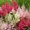 Roots Plants Astilbe Collection | 3 X 3L Pots Perennials 2 Roots Plants Astilbe Collection | 3 X 3L Pots Perennials