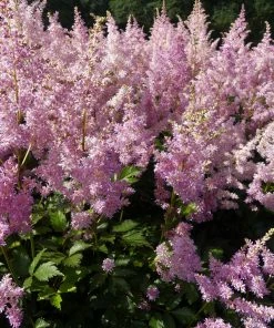 Roots Plants Astilbe Collection | 3 X 3L Pots Perennials