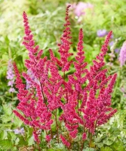 Roots Plants Astilbe Collection | 3 X 3L Pots Perennials