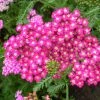 Roots Plants Achillea 'Cerise Queen' Perennials 2 Roots Plants Achillea 'Cerise Queen' Perennials