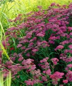 Roots Plants Mixed Flowering Perennial Plants | Extra Value Pack Perennials 28 Roots Plants Mixed Flowering Perennial Plants | Extra Value Pack Perennials