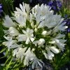 Roots Plants Agapanthus 'Silver Baby' Perennials
