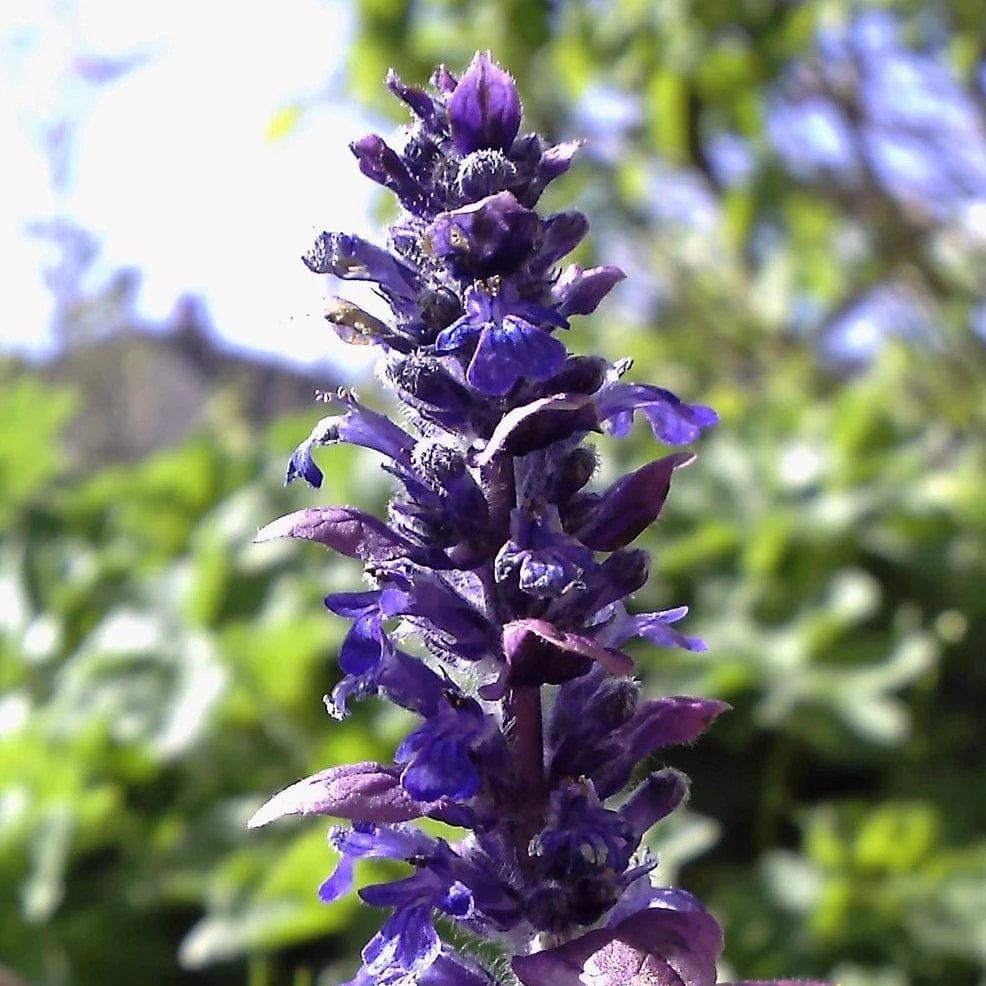 Roots Plants Ajuga 'Burgundy Glow' 7 Roots Plants Ajuga 'Burgundy Glow'