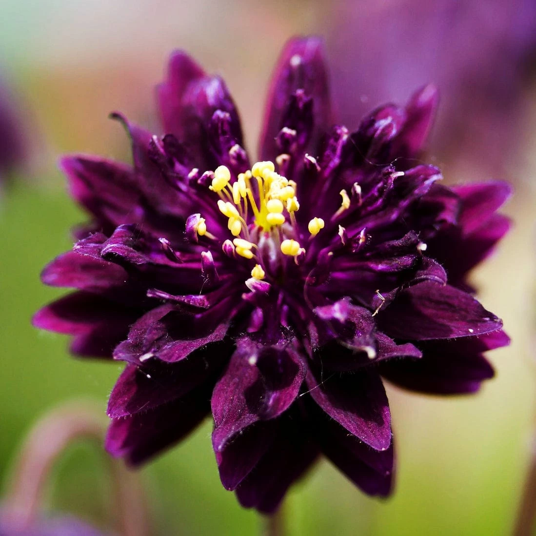 Roots Plants Aquilegia 'Black Barlow' 4 Roots Plants Aquilegia 'Black Barlow'