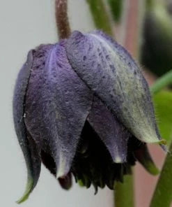 Roots Plants Aquilegia 'Black Barlow' 11 Roots Plants Aquilegia 'Black Barlow'