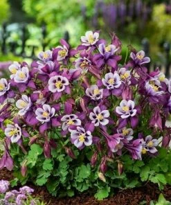 Roots Plants Perennials Aquilegia 'Earlybird Purple White'