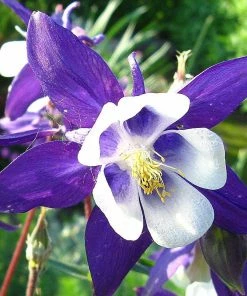 Roots Plants Perennials Aquilegia 'Earlybird Purple White'